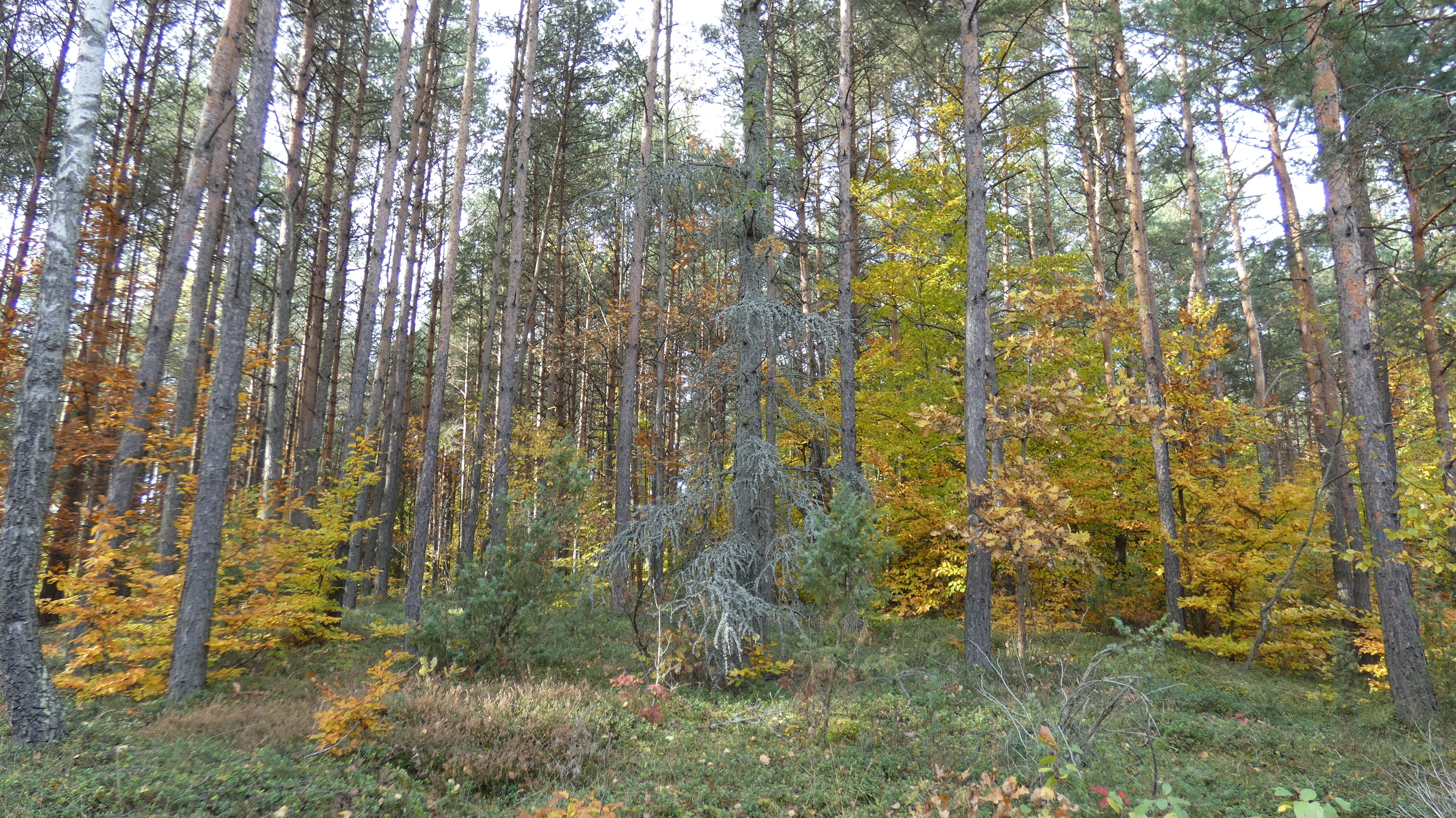 p1170338.jpg